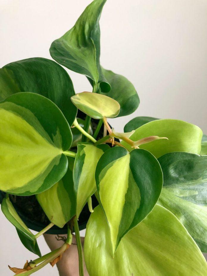 Philodendron Brasil với màu lá xanh pha vàng (Ảnh: Internet)