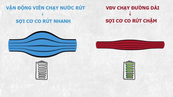 Sợi cơ co nhanh và co chậm (Ảnh: Internet).