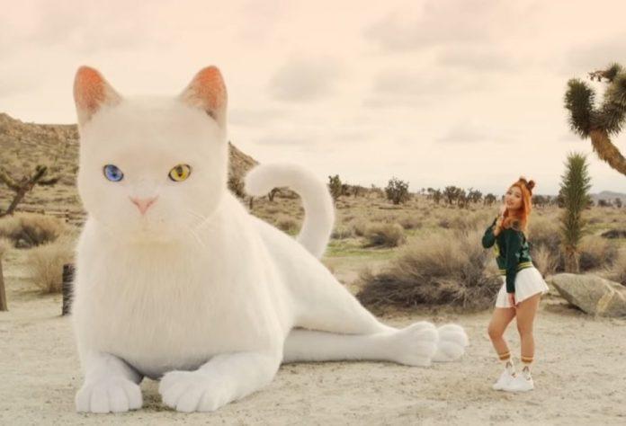 Chú mèo từng xuất hiện trong MV "Ice Cream Cake" cũng xuất hiện trong ảnh của em út Yeri. (Nguồn: Internet)