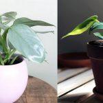 “Fall in love with cây”: Bạn đã biết đến các loại trầu bà đẹp lạ này chưa?