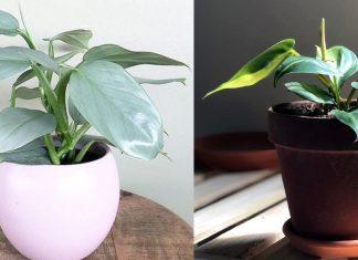 “Fall in love with cây”: Bạn đã biết đến các loại trầu bà đẹp lạ này chưa?