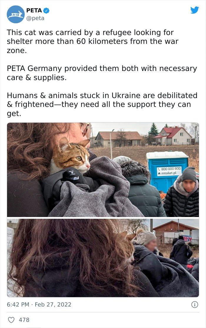 Chú mèo được người chủ mang đi tị nạn cách xa hơn 60 km (Nguồn: Internet)