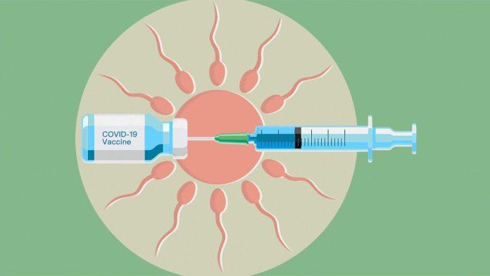 Vaccine COVID-19 không gây vô sinh (Ảnh: Internet).