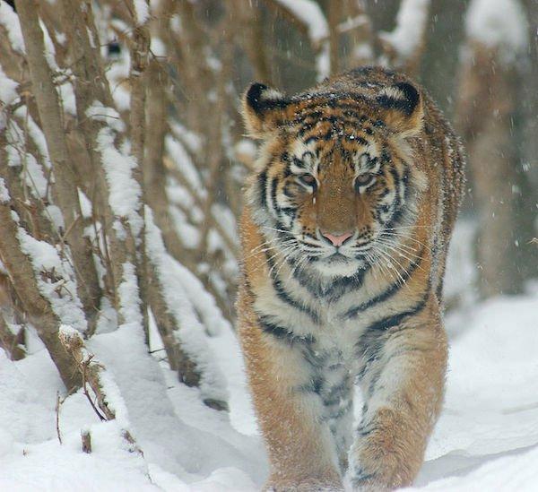 虎 太郎 (Koutaro) là cái tên được cha mẹ lựa chọn với mong muốn con cái mạnh mẽ như hổ. (Ảnh: Internet)