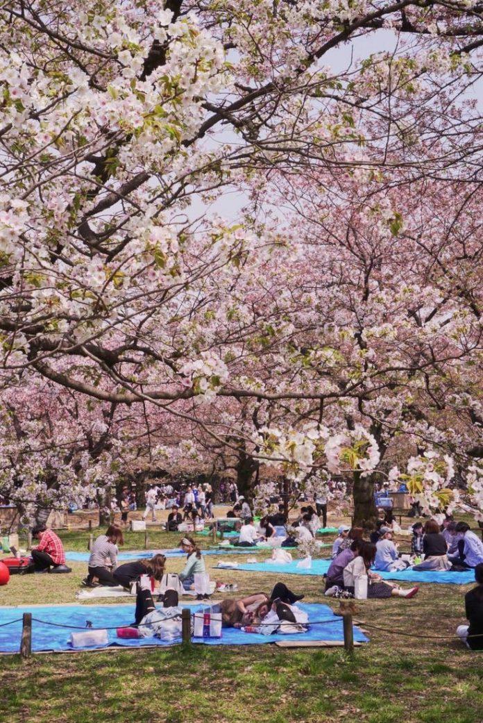 Hanami – lễ hội hoa anh đào nổi tiếng. (Nguồn: Internet)