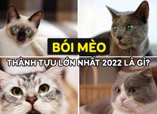 Trắc nghiệm vui: “Bói mèo” xem thành tựu lớn nhất 2022 của bạn sẽ là gì?