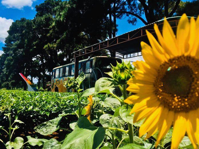 (Nguồn ảnh: Biển Hồ Tea Coffee)