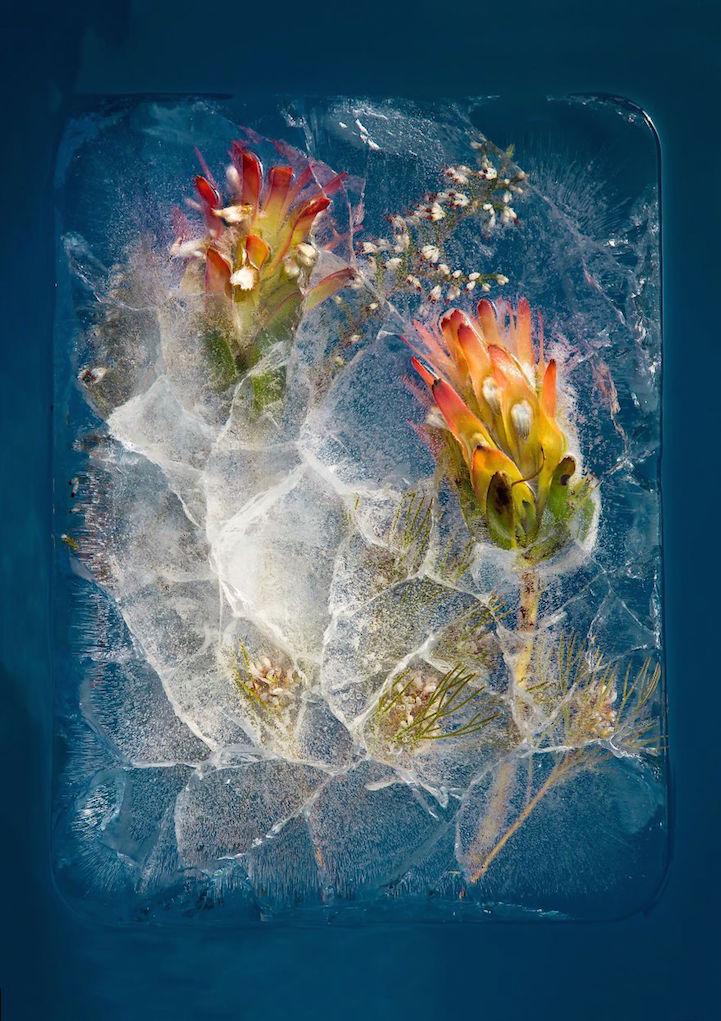Bông hoa đóng băng độc lạ (Nguồn: Internet)