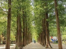 Du lịch đảo Nami Hàn Quốc vào mùa hè có gì thú vị?