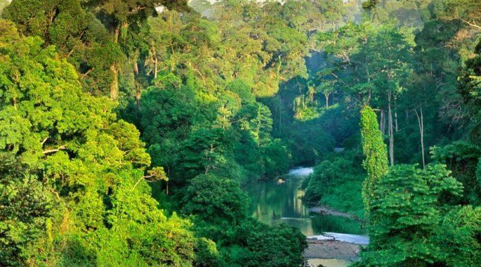 Rừng nhiệt đới Borneo (Nguồn: Internet)