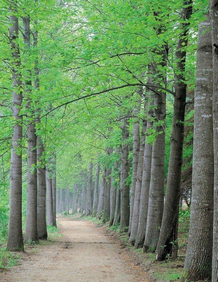 Không gian xanh mát (Nguồn ảnh: Internet)