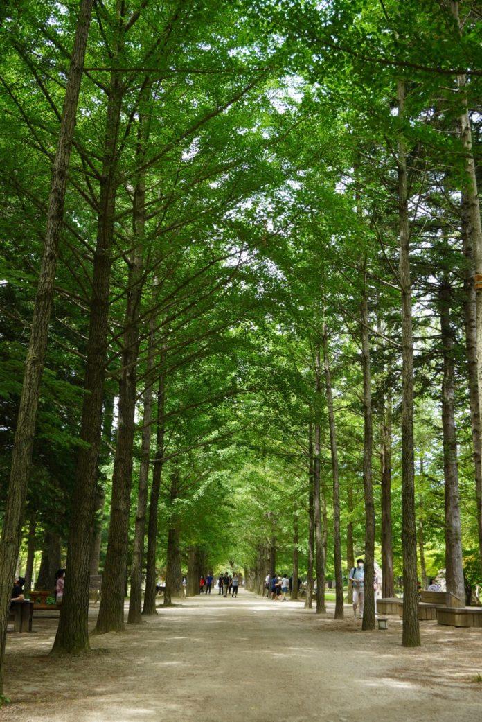 Hàng cây dài thẳng tắp trên đảo Nami (Nguồn ảnh: Internet)