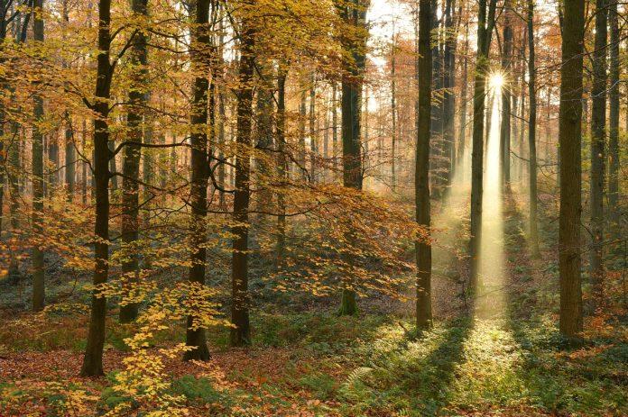 Khung cảnh ở rừng Sonian đẹp như tranh vẽ (Nguồn: Internet). Khung cảnh ở rừng Sonian đẹp như tranh vẽ (Nguồn: Internet).