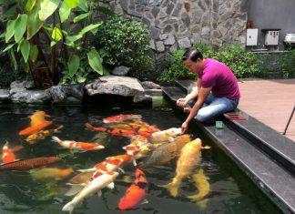 Tại sao cá koi lại đắt như “trên trời”, có con giá tới triệu đô?