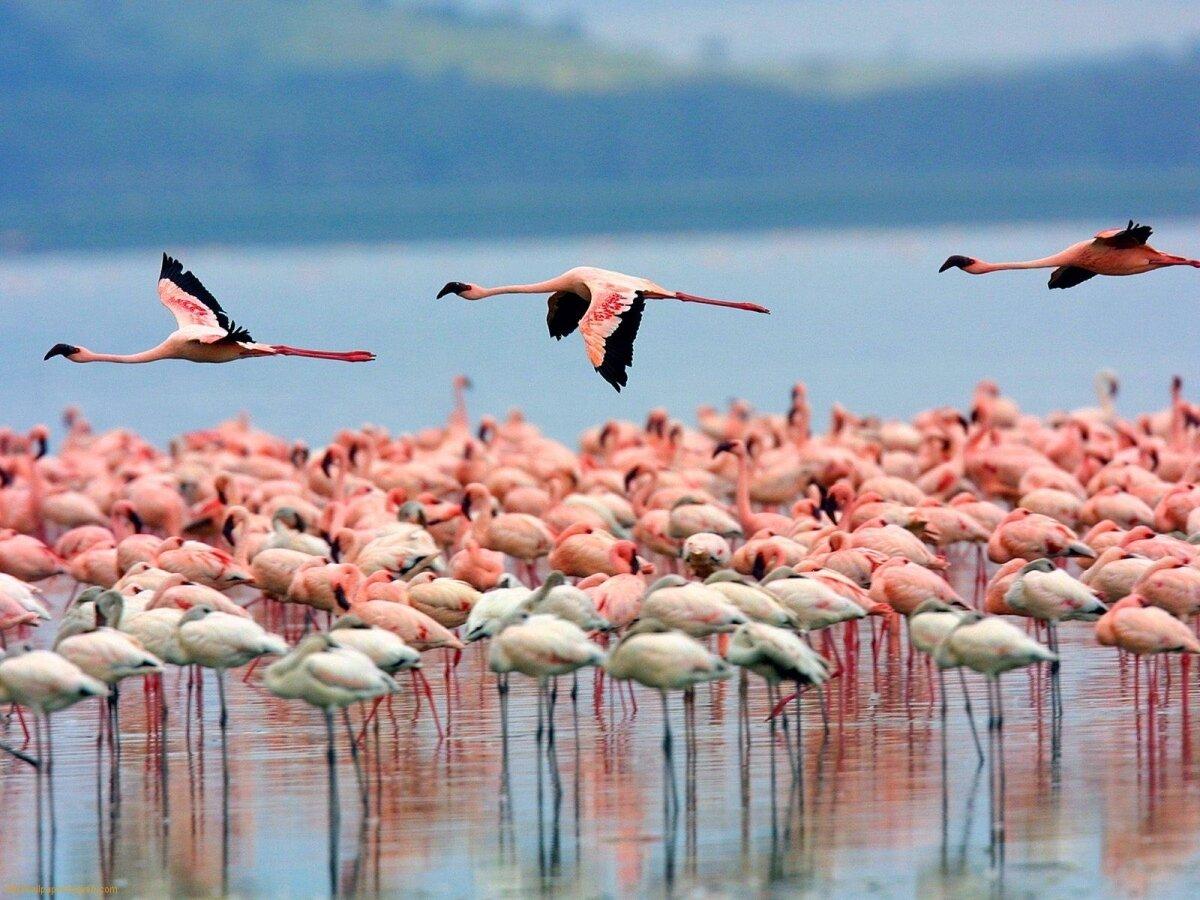 Chim hồng hạc trên mặt hồ (Ảnh: Internet)