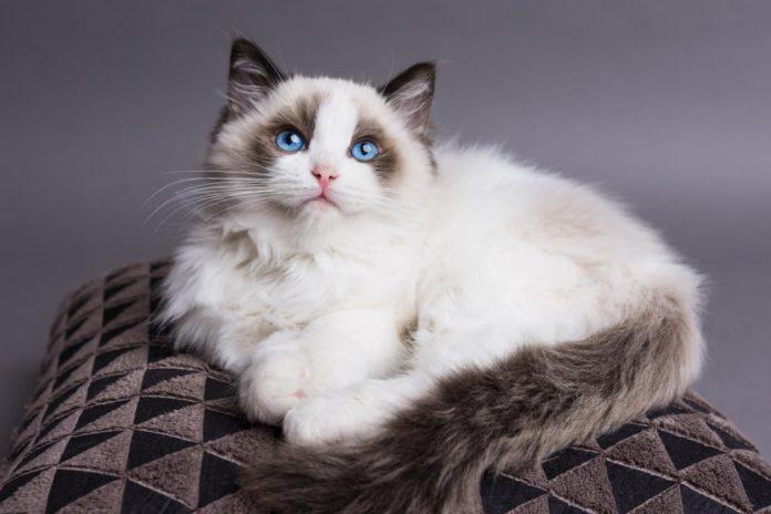 Giống mèo ragdoll. (Ảnh: Internet)