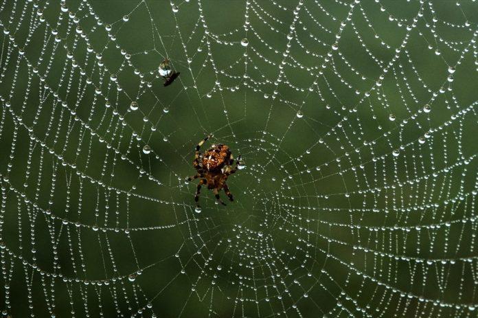 Tơ nhện mong manh nhưng còn mạnh hơn cả sắt thép (Ảnh: Internet)
