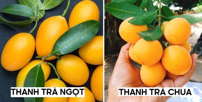 Thanh trà có 2 loại là ngọt và chua. (Ảnh: Internet)