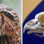 Bạn nhìn vào tai thì sẽ thấy cả mắt chúng đấy (Ảnh: Internet)