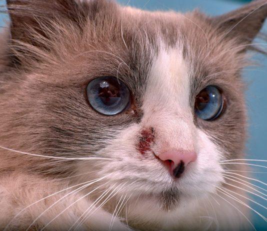 Cach-dieu-tri-meo-bi-nam (Ảnh: internet).