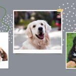 Tại sao chó luôn bám dính lấy bạn? Giải mã ngôn ngữ của loài chó