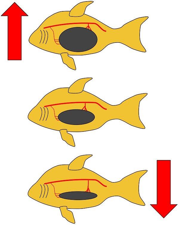 Bong bóng giúp cá nổi lên và chìm xuống (Nguồn: Internet) Bong bóng giúp cá nổi lên và chìm xuống (Nguồn: Internet)