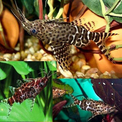 Bơi ngửa giúp cá dễ kiếm ăn và hít thở oxy? (Nguồn: Internet) Bơi ngửa giúp cá dễ kiếm ăn và hít thở oxy? (Nguồn: Internet)