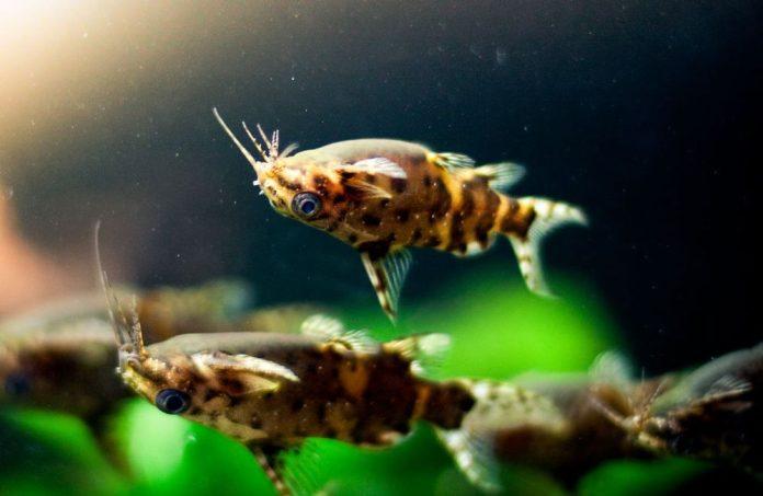 Loài cá có kiểu bơi ngược đời (Nguồn: Internet) Loài cá có kiểu bơi ngược đời (Nguồn: Internet)