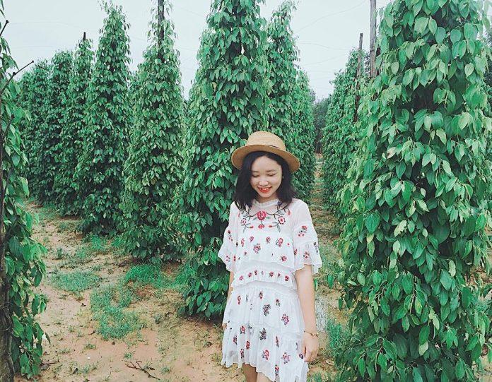 Các vườn hồ tiêu Phú Quốc là điểm check-in yêu thích của nhiều bạn trẻ - Ảnh: internet
