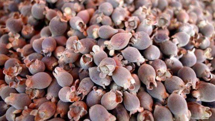 Hồng sim thường được lựa chọn làm rượu - Ảnh: internet