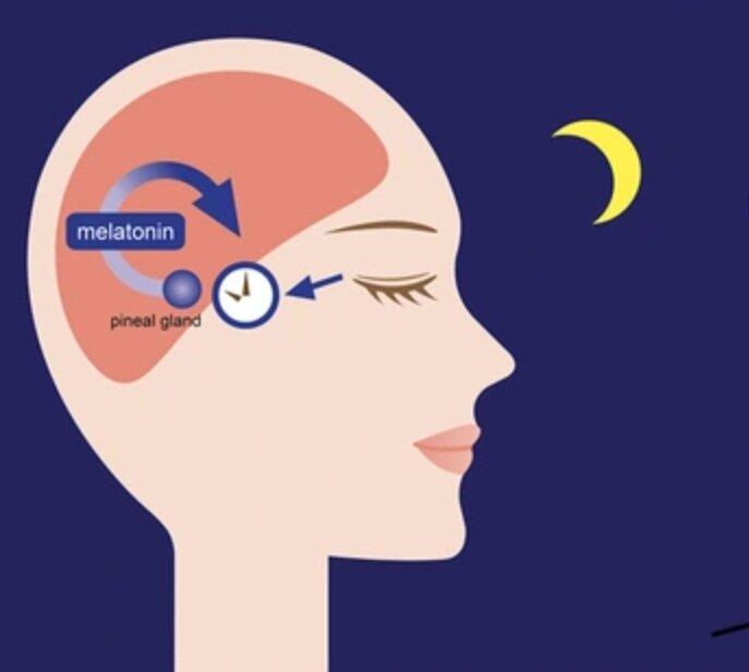 Melatonin được sinh ra tự nhiên trong não giúp chúng ta ngủ vào ban đêm (Ảnh: Internet)