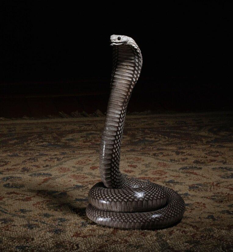 Giấc mơ về rắn là một trong những giấc mơ được ghi nhận nhiều nhất trên thế giới. Hãy xem ảnh về những giấc mơ về con rắn để tìm hiểu về những ý nghĩa sâu xa và tâm linh của chúng.