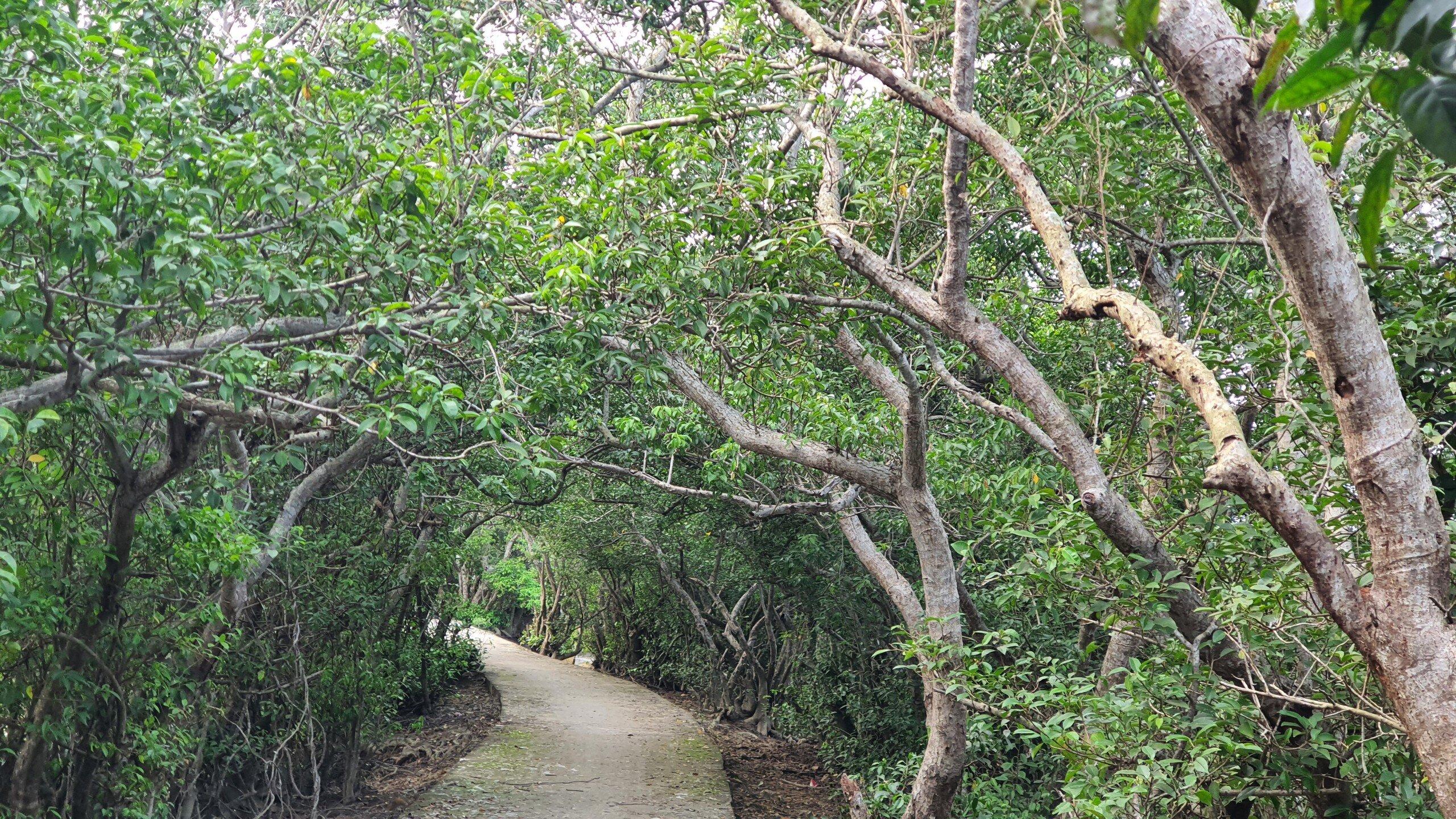 Khung cảnh bên trong khu rừng (Ảnh: sooyaaa).