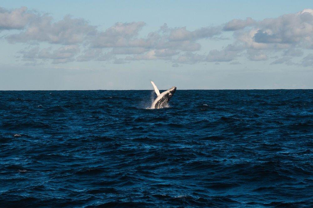 Chú cá voi giữa đại dương rộng lớn (Nguồn ảnh: Internet)