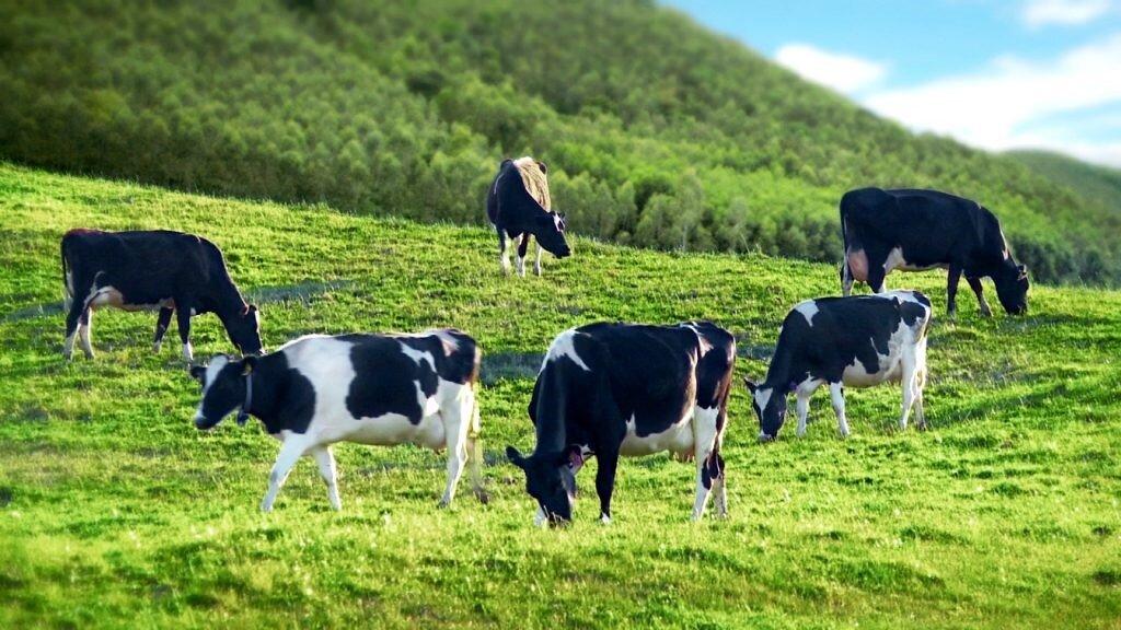 Các nông trường bò sữa xanh mướt ở Mộc Châu (Ảnh: internet)