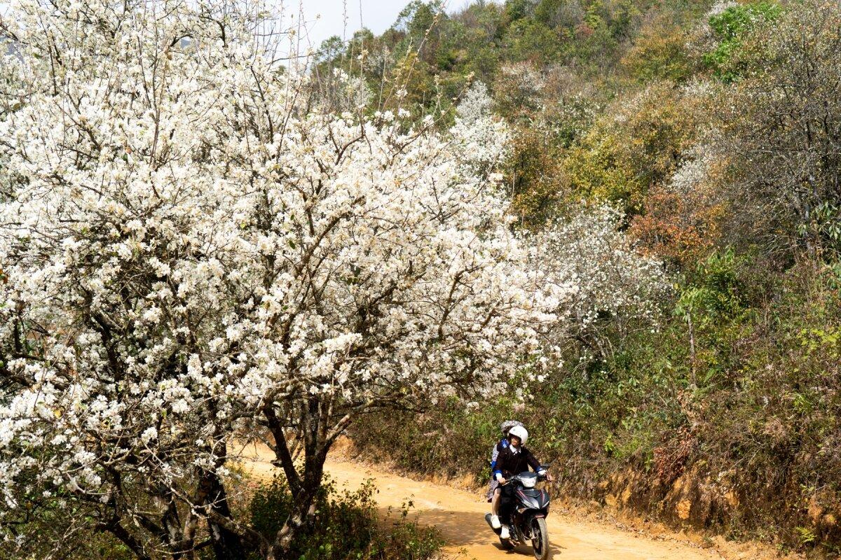 Những cây táo mèo (còn gọi là sơn tra) trên các sườn đồi Mộc Châu vào mùa hoa nở rất đẹp (Ảnh: internet)