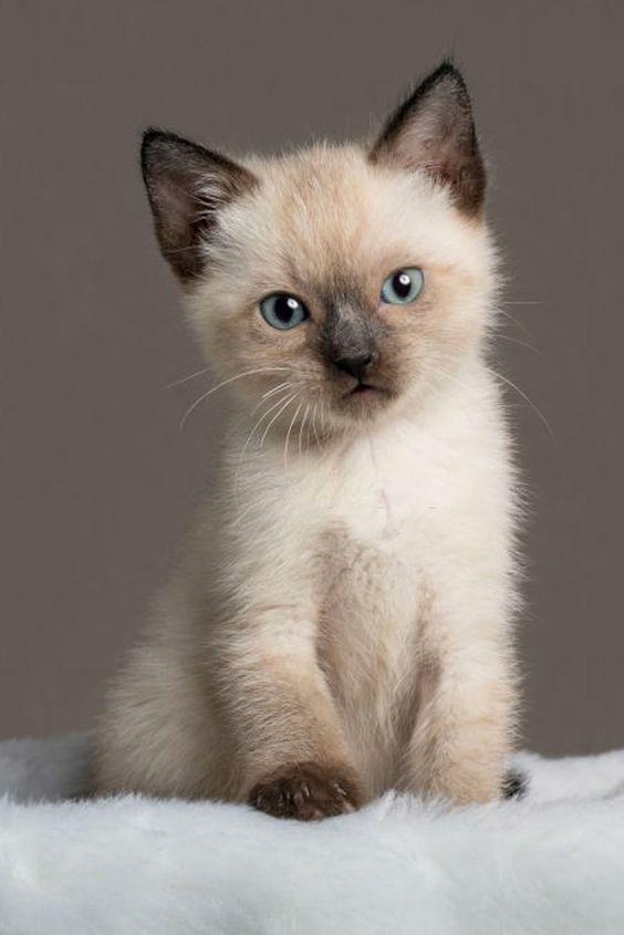 Mèo Siamese lúc nhỏ. (Nguồn ảnh: Internet)