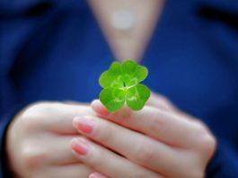 Hình ảnh cỏ 4 lá may mắn avatar đẹp (Ảnh: Internet)