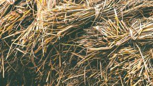 Quy tắc cọng rơm: Bạn muốn thành công, hãy đồng hành với người giỏi ...