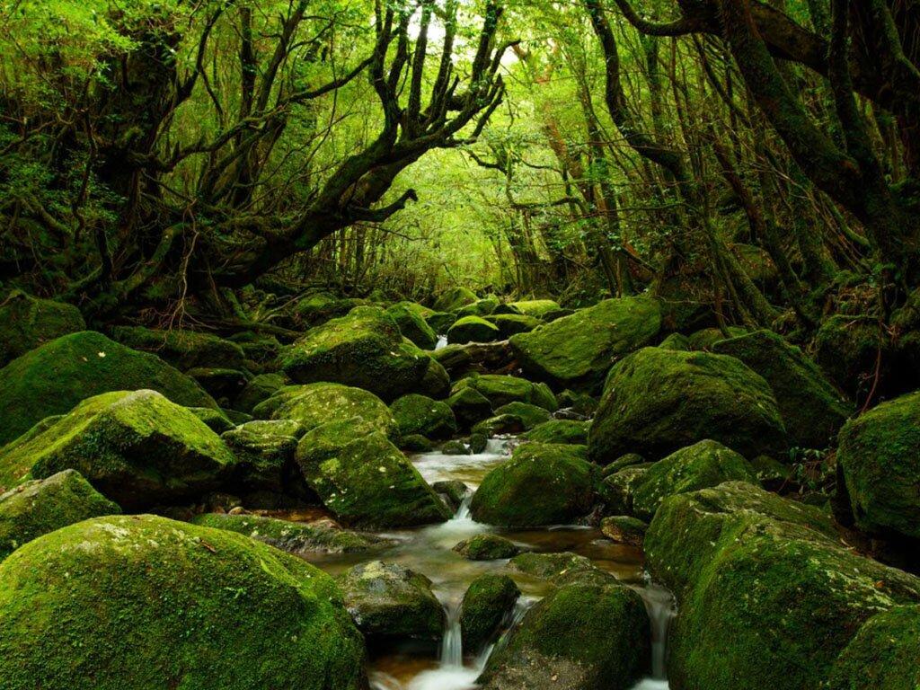 Yakushima (Nguồn: Internet)