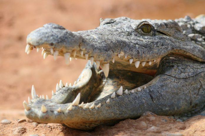 Cá sấu là một trong những loài động vật từ thời cổ đại hiếm hoi sống sót đến ngày nay. Ảnh: Internet