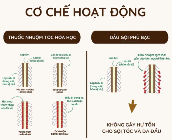 Cơ chế hoạt động của dầu gội đen tóc so với thuốc nhuộm tóc hóa học thông thường. (Nguồn: Internet).