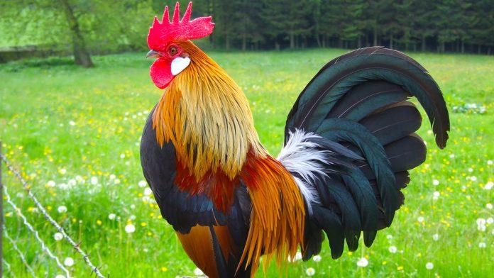 Với việc đã được con người thuần phục, gà dần tiến hóa và không còn khả năng bay như tổ tiên của chúng. Ảnh: Internet