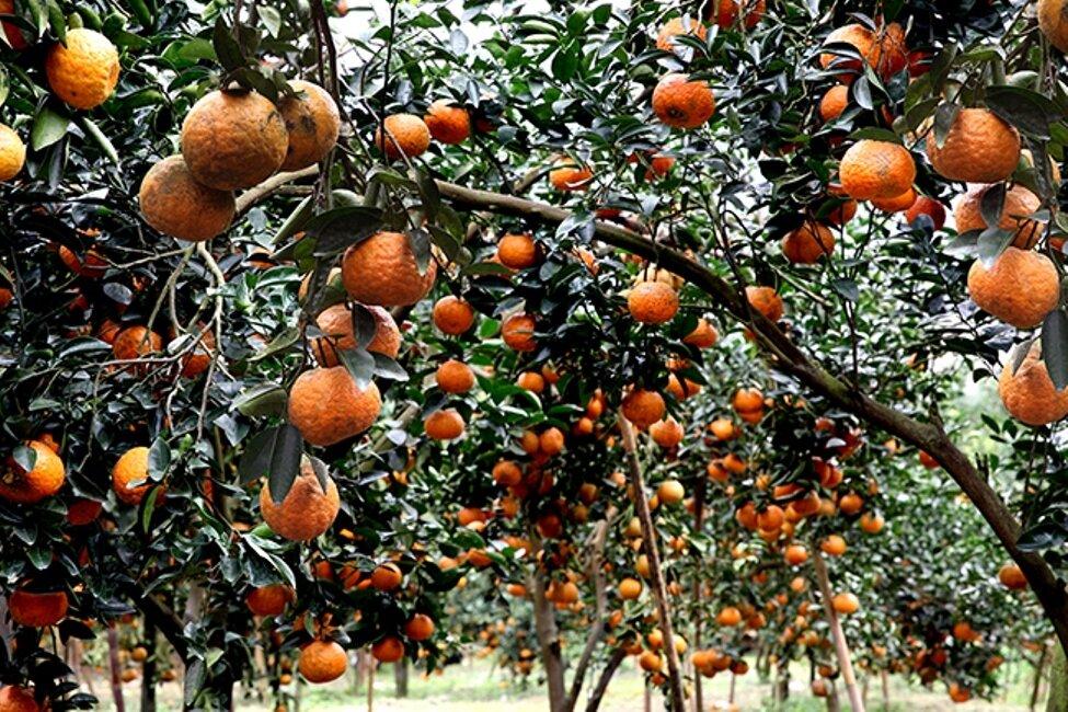 Vườn cam sành trĩu quả ở Hàm Yên - ảnh: internet