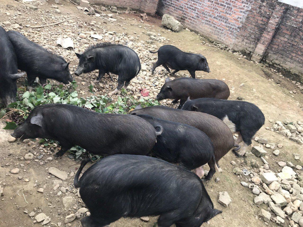 Thịt lợn đen