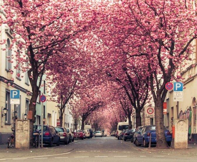 Ngắm hoa anh đào ở Bonn, Đức (Nguồn: Internet)