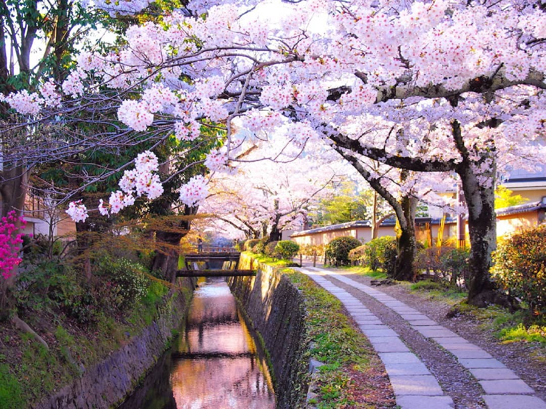 Hoa anh đào ở Kyoto (Nguồn: Internet)
