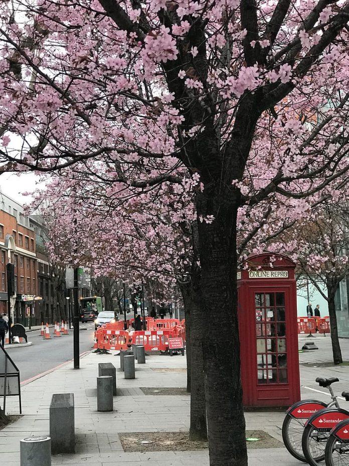 Ngắm hoa anh đào ở London (Nguồn: Internet)