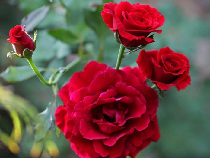 Hoa hồng đỏ (ảnh: internet)