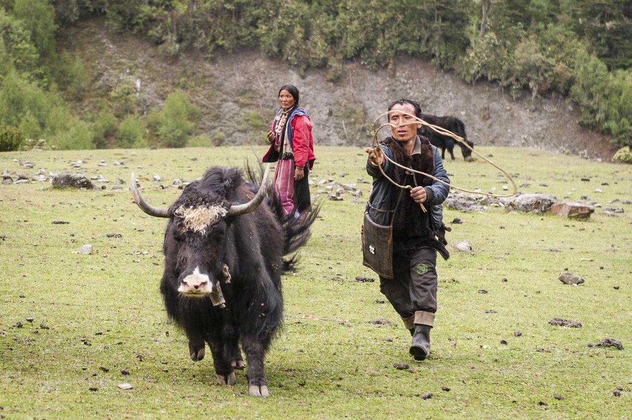Những con bò Tây Tạng trên thảo nguyên (Ảnh: Internet).